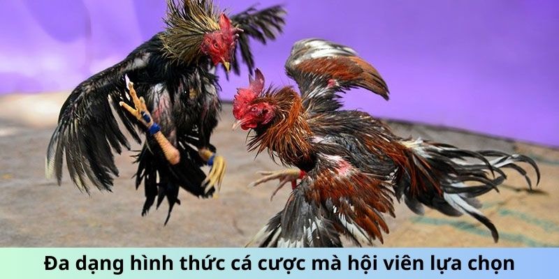 Đa dạng hình thức cá cược mà hội viên có thể lựa chọn