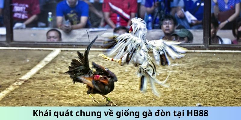 Khái quát chung về giống gà đòn tại HB88