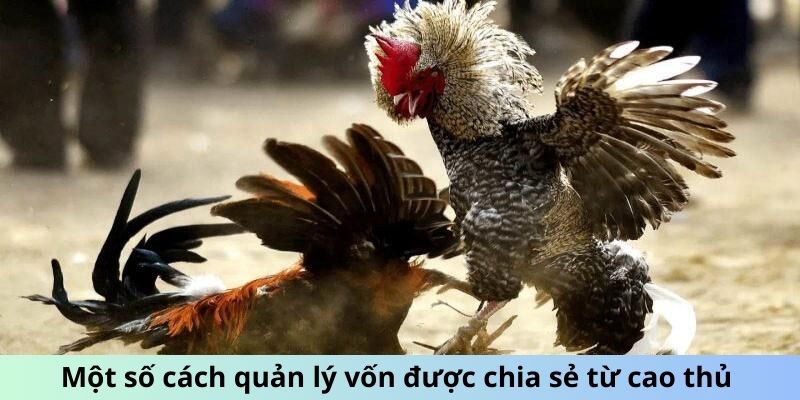 Một số cách quản lý vốn được chia sẻ từ cao thủ 